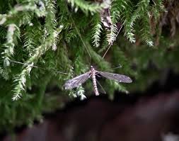 Attēlu rezultāti vaicājumam “Epiphragma ocellare”