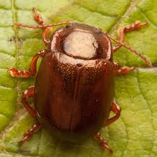 Attēlu rezultāti vaicājumam “Chrysolina staphylaea”