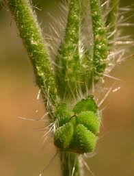 Attēlu rezultāti vaicājumam “Lycogala botrydium sessile”
