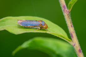 Attēlu rezultāti vaicājumam “Ophiotheca chrysosperma macro”