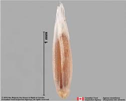 Attēlu rezultāti vaicājumam “Agrostis canina leaf”