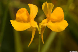 Attēlu rezultāti vaicājumam “Utricularia intermedia flower”