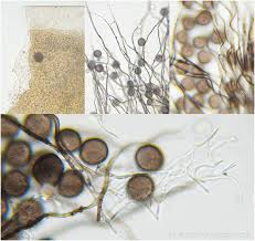 Attēlu rezultāti vaicājumam “Diderma umbilicatum”