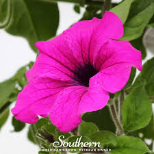 Image result for Petunia