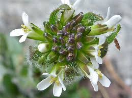 Attēlu rezultāti vaicājumam “Arabis hirsuta flower”