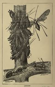 Attēlu rezultāti vaicājumam “Drepanosiphum platanoidis exuvia”