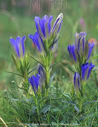 Attēlu rezultāti vaicājumam “Gentiana pneumonanthe flower”