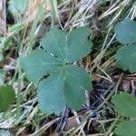 Attēlu rezultāti vaicājumam “Sanicula europaea fruit”