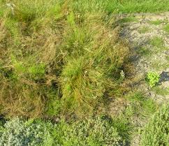 Attēlu rezultāti vaicājumam “Arenaria procera”