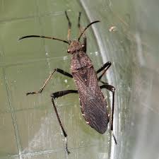 Attēlu rezultāti vaicājumam “Alydus calcaratus imago”