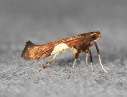 Attēlu rezultāti vaicājumam “Caloptilia stigmatella”