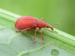 Attēlu rezultāti vaicājumam “Apion sp.”