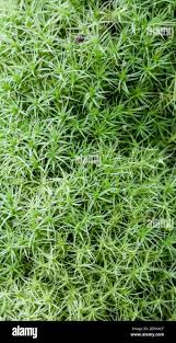 Attēlu rezultāti vaicājumam “Bartramia pomiformis”