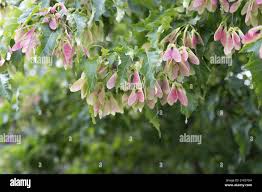 Attēlu rezultāti vaicājumam “Acer tataricum fruit”