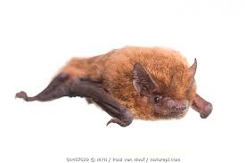 Attēlu rezultāti vaicājumam “Pipistrellus nathusii”
