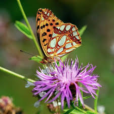 Attēlu rezultāti vaicājumam “Argynnis adippe female”