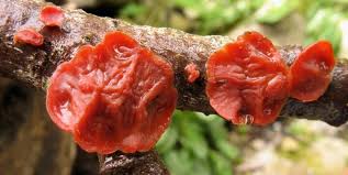 Attēlu rezultāti vaicājumam “Cytidia salicina”