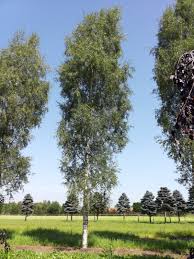 Attēlu rezultāti vaicājumam “Betula pendula”