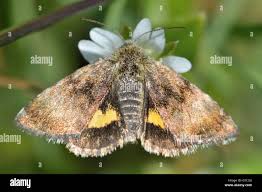 Attēlu rezultāti vaicājumam “Panemeria tenebrata”