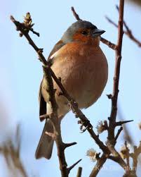 Attēlu rezultāti vaicājumam “Fringilla coelebs male”