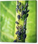 Attēlu rezultāti vaicājumam “Aphis fabae”