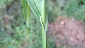 Attēlu rezultāti vaicājumam “Allium scorodoprasum leaf”