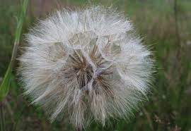 Attēlu rezultāti vaicājumam “Tragopogon heterospermus bud”