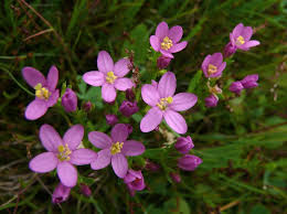 Attēlu rezultāti vaicājumam “Centaurium littorale flower”