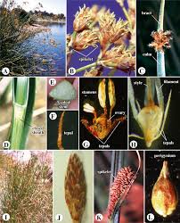 Attēlu rezultāti vaicājumam “Cyperaceae”