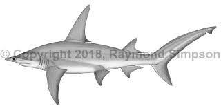 Image result for Sphyrna mokarran