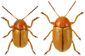 Attēlu rezultāti vaicājumam “Cryptocephalus pusillus”