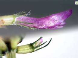 Attēlu rezultāti vaicājumam “Trifolium medium bud”