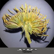 Attēlu rezultāti vaicājumam “Inula britannica bud”