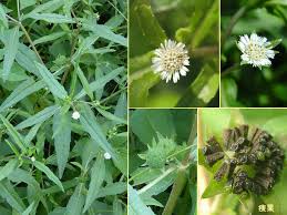 「タカスギ・サブロウタ」の画像検索結果