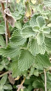 Image result for Nepeta cataria