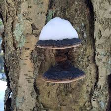 Attēlu rezultāti vaicājumam “Phellinus alni”