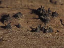 Attēlu rezultāti vaicājumam “Hemitrichia sordivesiculosa spores”