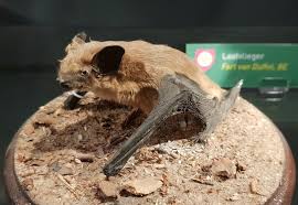 Attēlu rezultāti vaicājumam “Eptesicus serotinus”