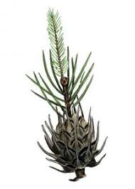 Attēlu rezultāti vaicājumam “Adelges laricis”