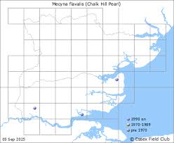 Attēlu rezultāti vaicājumam “Mecyna flavalis”