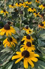 Image result for Rudbeckia fulgida