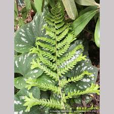 Attēlu rezultāti vaicājumam “Dryopteris affinis”