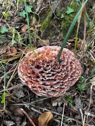 Image result for Podoscypha multizonata