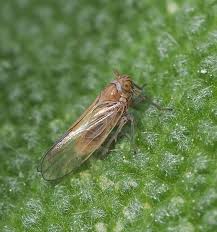 Attēlu rezultāti vaicājumam “Javesella pellucida”