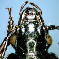 Attēlu rezultāti vaicājumam “Pterostichus oblongopunctatus”