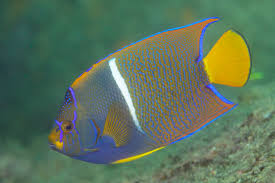 Attēlu rezultāti vaicājumam “Blepharidopterus angulatus imago”