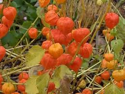 Attēlu rezultāti vaicājumam “Physalis alkekengi flower”