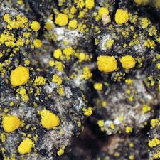 Attēlu rezultāti vaicājumam “Candelariella sp.”