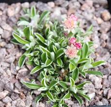 Attēlu rezultāti vaicājumam “Antennaria dioica leaf”
