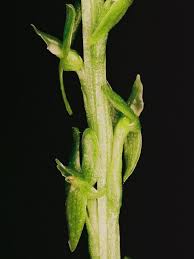 Attēlu rezultāti vaicājumam “Hammarbya paludosa”